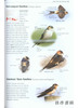 Birds of Europe、North Africa、and the Middle East: A Photographic Guide / 欧洲、北非和中东的鸟类：摄影指南 商品缩略图3