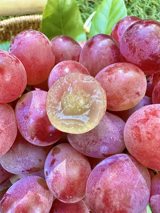 吃葡萄不吐籽！云南小粒【无籽红提葡萄】个大圆润 果肉脆嫩 甜而不腻 不吐核不吐皮 吃的就是快乐~ 商品图1