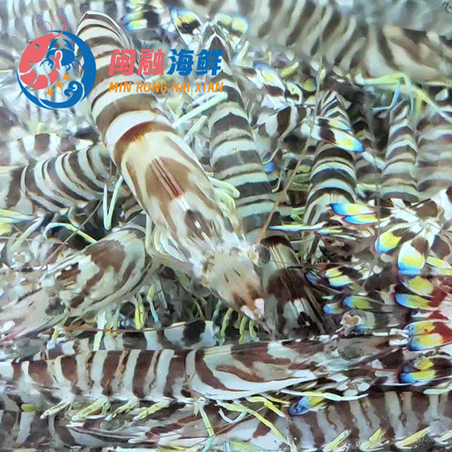 鲜活斑节虾 /斤