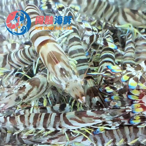 鲜活斑节虾 /斤 商品图0