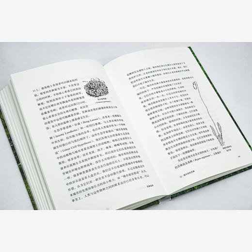 苔藓森林 商品图3