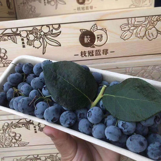 串枝蓝莓 商品图12