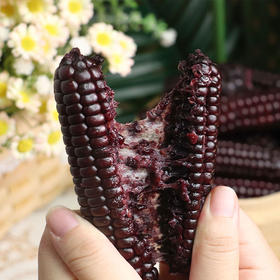 【云南好物】紫糯拇指小苞谷800g礼盒装