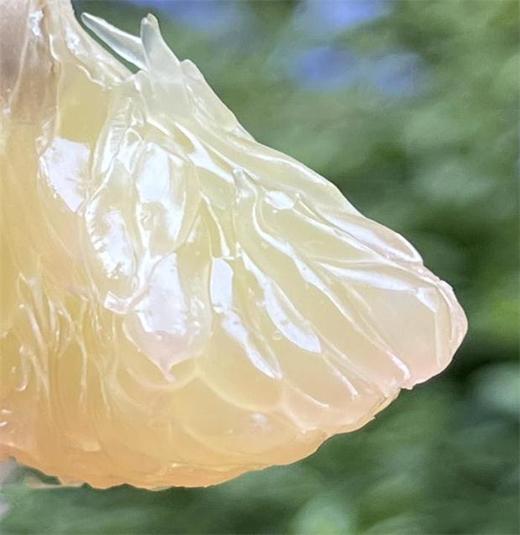 金丝柚金标特级果 |碧绿绿的，标致浑圆，好美好高级🌹🌹果肉贴心的柔嫩，柔滑有弹性，释水后沁人心脾的甜，吃上就一发不可收拾，最爱的柚子～♥️ 商品图1