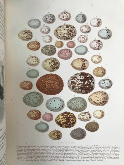 约19世纪后期 卡塞尔鸟类图鉴（卷2） 10幅彩色112幅黑白插图 漆布精装16开 商品图11