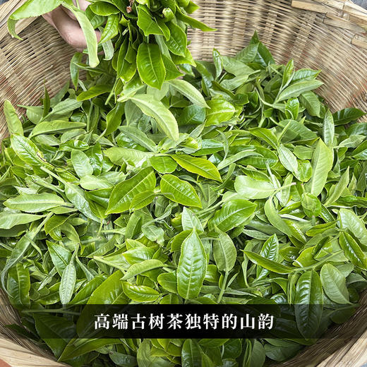 【君临天下】2023年头春头采易武蕞高峰黑水梁子蕞具江湖气息的山头为荣誉而战为纪念而生 商品图6