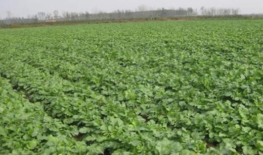 永新咸萝卜干百老五500G农家自晒脆腌下饭萝卜干 商品图5