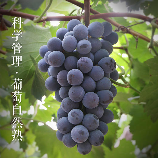 密云新鲜现摘夏黑葡萄 2斤  无籽 黑珍珠 满嘴爆甜 汁水足 新鲜水果 商品图3