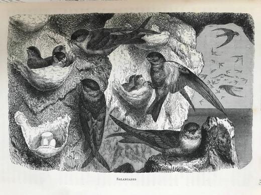 约19世纪后期 卡塞尔鸟类图鉴（卷2） 10幅彩色112幅黑白插图 漆布精装16开 商品图14