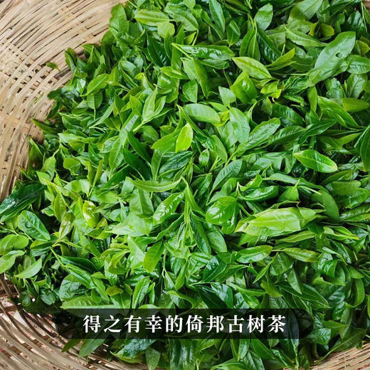 【大黑山】2023年头春头采倚邦中仅次于曼松的新贵有钱难买的稀缺资源风水宝地出好茶 商品图8