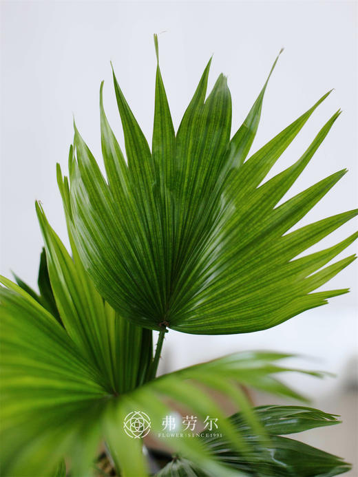 苔藓球蒲葵盆栽 商品图1