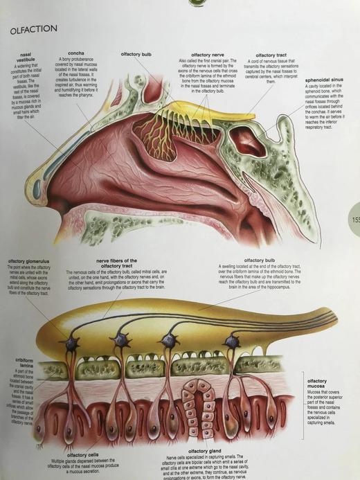 人体解剖图集 数百幅彩色插图 精装大16开 商品图11