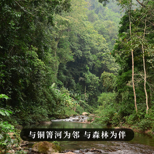 【百花潭高杆】2023年头春头采全球仅有八棵高杆古树古寨春承包其中三棵难以买到的稀缺资源 商品图8