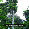 【百花潭高杆】2023年头春头采全球仅有八棵高杆古树古寨春承包其中三棵难以买到的稀缺资源 商品缩略图9
