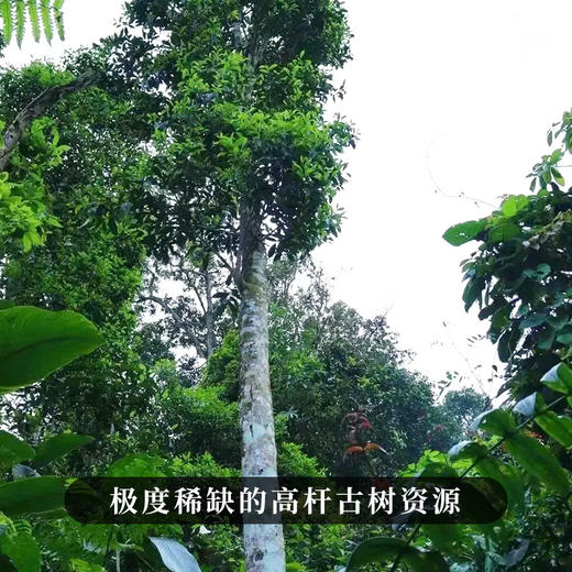 【百花潭高杆】2023年头春头采全球仅有八棵高杆古树古寨春承包其中三棵难以买到的稀缺资源 商品图9