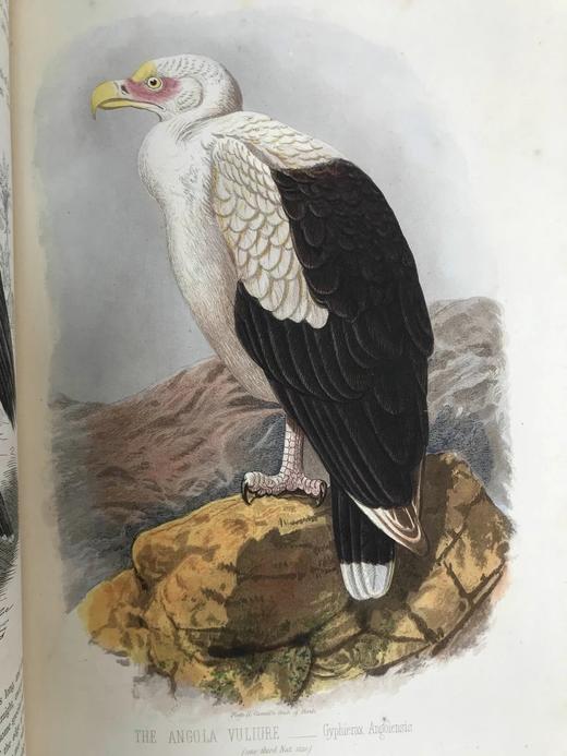 约19世纪后期 卡塞尔鸟类图鉴（卷2） 10幅彩色112幅黑白插图 漆布精装16开 商品图7