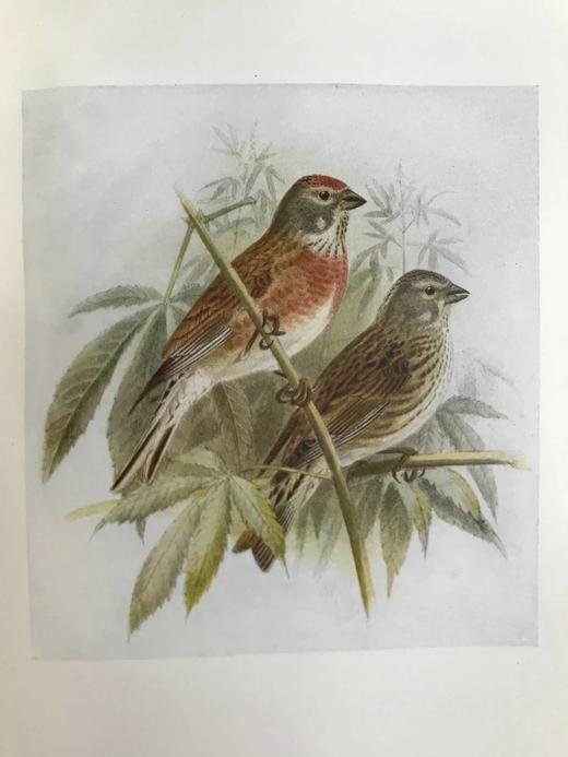 1907年 英国鸟类图鉴 100幅彩色插图 精装32开 商品图5