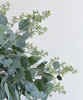 【浓郁的ins风】尤加利（带果）若干枝/扎 商品缩略图6