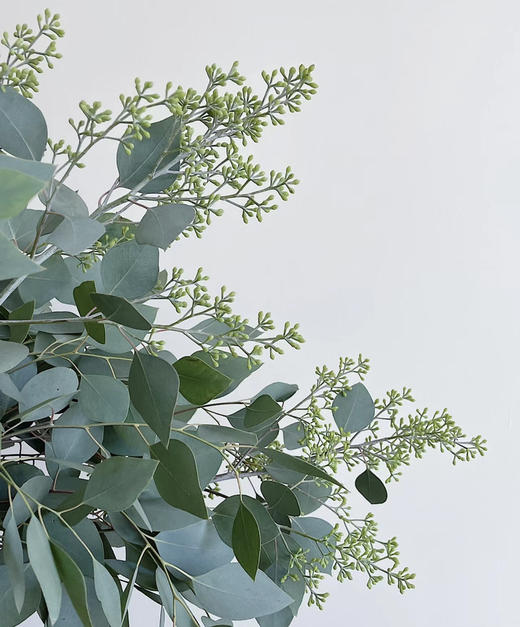 【浓郁的ins风】尤加利（带果）若干枝/扎 商品图6