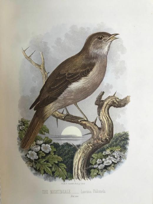 约19世纪后期 卡塞尔鸟类图鉴（卷2） 10幅彩色112幅黑白插图 漆布精装16开 商品图9