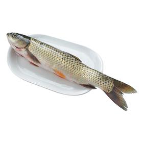 通威草鱼  约1000-1200g/条