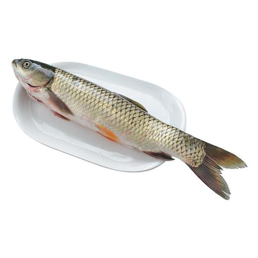 通威草鱼  约1000-1200g/条 商品图0