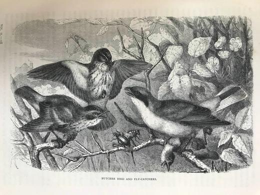 约19世纪后期 卡塞尔鸟类图鉴（卷2） 10幅彩色112幅黑白插图 漆布精装16开 商品图13