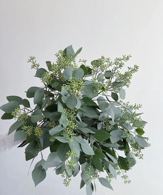 【浓郁的ins风】尤加利（带果）若干枝/扎 商品图5