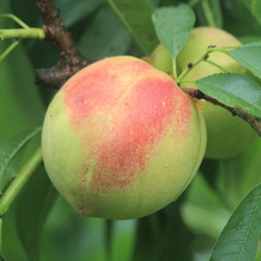 连平鹰嘴桃 商品图5