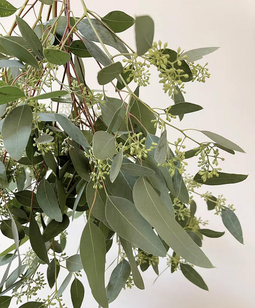 【浓郁的ins风】尤加利（带果）若干枝/扎 商品图2