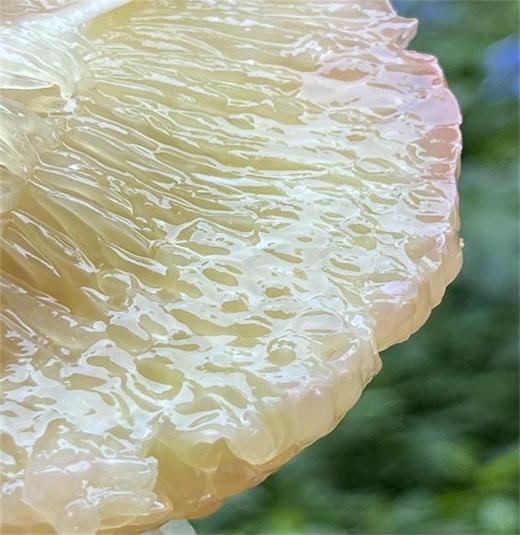 金丝柚金标特级果 |碧绿绿的，标致浑圆，好美好高级🌹🌹果肉贴心的柔嫩，柔滑有弹性，释水后沁人心脾的甜，吃上就一发不可收拾，最爱的柚子～♥️ 商品图2