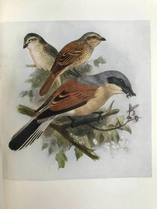 1907年 英国鸟类图鉴 100幅彩色插图 精装32开 商品图12