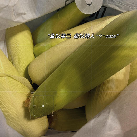 阿林有机白糯玉米12枚 商品图2