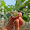 密云新鲜现摘夏黑葡萄 2斤  无籽 黑珍珠 满嘴爆甜 汁水足 新鲜水果 商品缩略图1