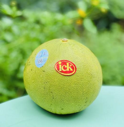 金丝柚金标特级果 |碧绿绿的，标致浑圆，好美好高级🌹🌹果肉贴心的柔嫩，柔滑有弹性，释水后沁人心脾的甜，吃上就一发不可收拾，最爱的柚子～♥️ 商品图0