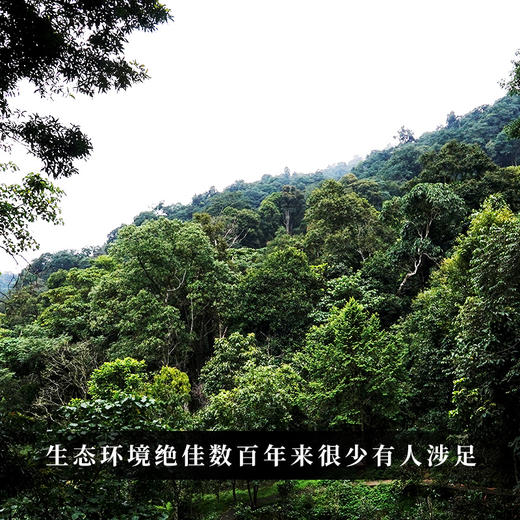 【君临天下】2023年头春头采易武蕞高峰黑水梁子蕞具江湖气息的山头为荣誉而战为纪念而生 商品图3