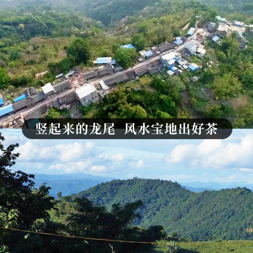 【大黑山】2023年头春头采倚邦中仅次于曼松的新贵有钱难买的稀缺资源风水宝地出好茶 商品图1