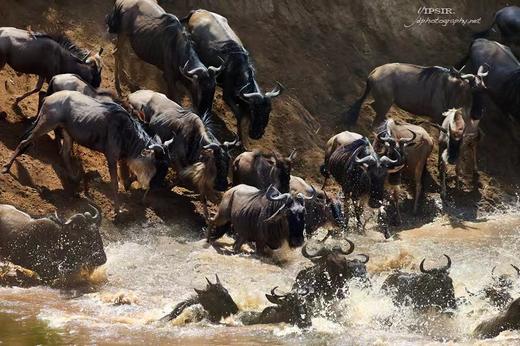 非洲动物大迁徙&鸟类摄影丨坦桑尼亚（塞伦盖蒂+恩戈罗恩戈罗保护区+塔兰吉雷）、肯尼亚（马赛马拉+埃尔蒙塔塔湖）12天摄影团 商品图4