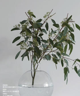 【浓郁的ins风】尤加利（带果）若干枝/扎