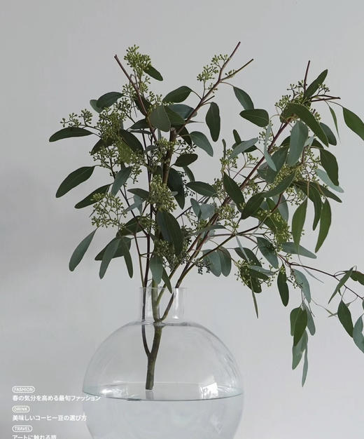 【浓郁的ins风】尤加利（带果）若干枝/扎 商品图0