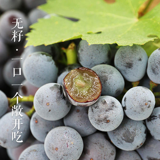 密云新鲜现摘夏黑葡萄 2斤  无籽 黑珍珠 满嘴爆甜 汁水足 新鲜水果 商品图2