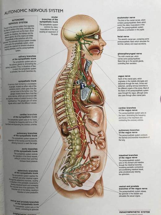 人体解剖图集 数百幅彩色插图 精装大16开 商品图13