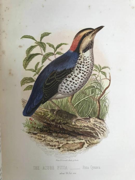 约19世纪后期 卡塞尔鸟类图鉴（卷2） 10幅彩色112幅黑白插图 漆布精装16开 商品图5