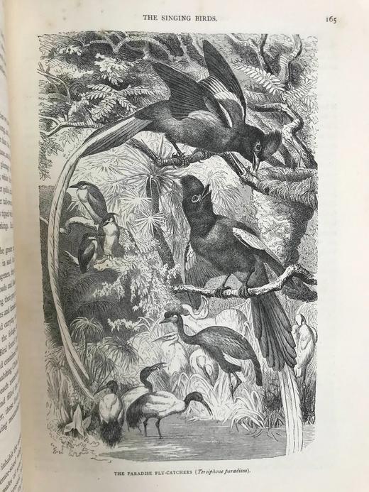 约19世纪后期 卡塞尔鸟类图鉴（卷2） 10幅彩色112幅黑白插图 漆布精装16开 商品图12