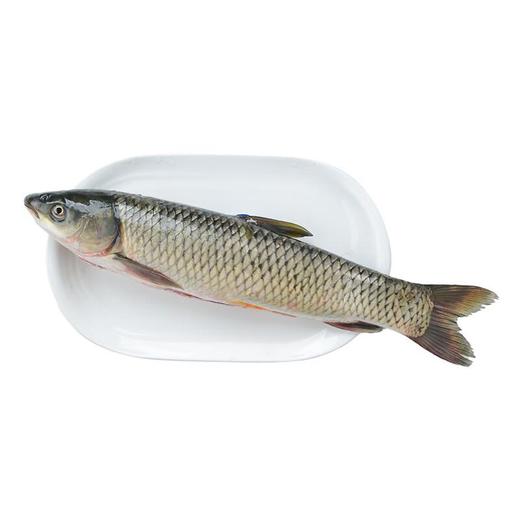 通威草鱼  约1000-1200g/条 商品图1