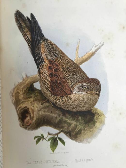 约19世纪后期 卡塞尔鸟类图鉴（卷2） 10幅彩色112幅黑白插图 漆布精装16开 商品图6