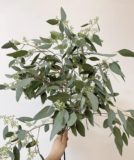 【浓郁的ins风】尤加利（带果）若干枝/扎 商品图1