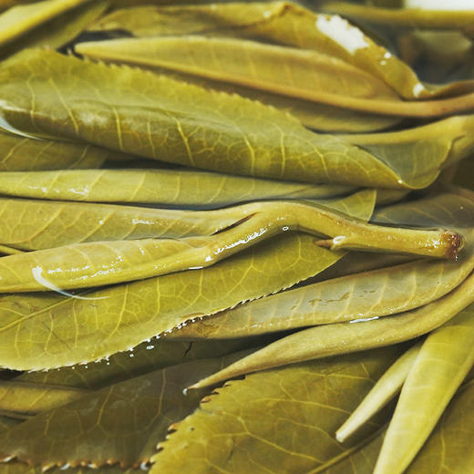 【百花潭高杆】2023年头春头采全球仅有八棵高杆古树古寨春承包其中三棵难以买到的稀缺资源 商品图6