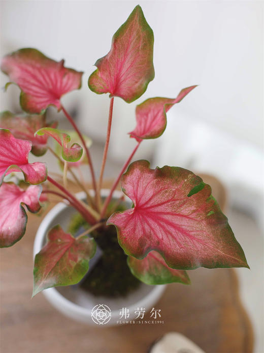 苔藓球合果芋 商品图1