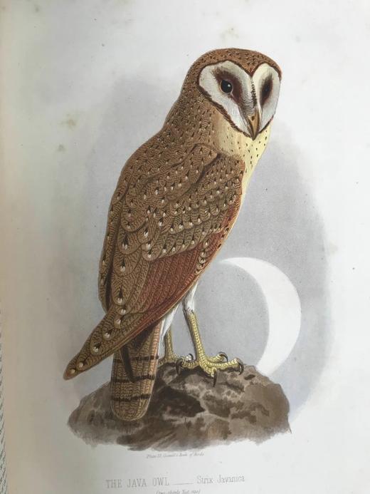 约19世纪后期 卡塞尔鸟类图鉴（卷2） 10幅彩色112幅黑白插图 漆布精装16开 商品图8